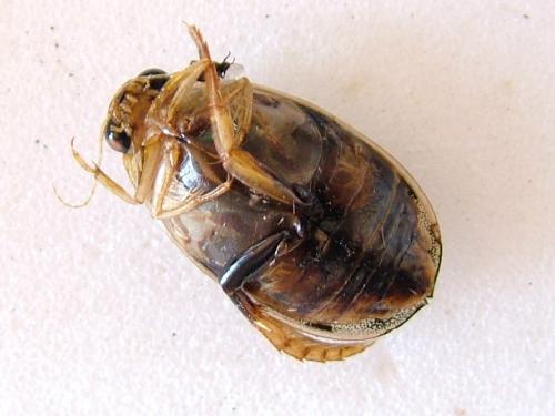 Eretes griseus